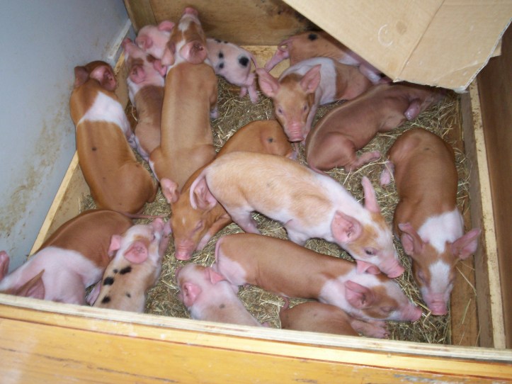 Day Three: Piglets