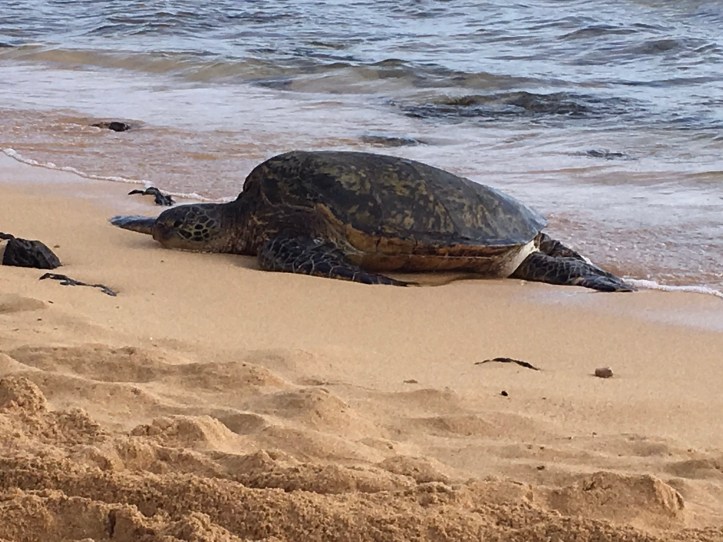 Green turtle (honu) on Kaua'i
